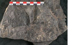Foto (Detailansicht) von Palissya podocarpoides Ettingshausen (NHMW-GEO-2024-0188-10308)